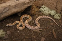 Kornnatter „Auratum Motley Striped“, Pantherophis guttatus