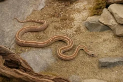 Kornnatter „Auratum Motley Striped“, Pantherophis guttatus