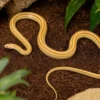 Kornnatter „Butter Motley Striped“, Pantherophis guttatus