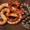 Kornnatter MIX, Pantherophis guttatus, 1 zufälliges Tier
