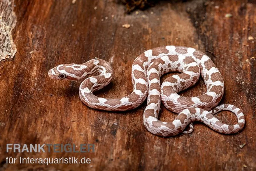 Kornnatter, Pantherophis guttatus, ULTRAMEL ANERY