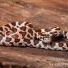 Kornnatter, Pantherophis guttatus SUPER