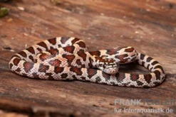 Kornnatter, Pantherophis guttatus SUPER