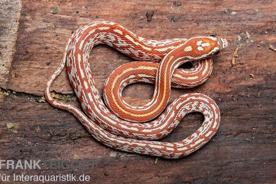Kornnatter, Pantherophis guttatus HYPO TESSERA