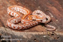 Kornnatter, Pantherophis guttatus HYPO TESSERA