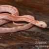 Kornnatter, Pantherophis guttatus AMEL MOTLY STRIPED