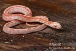 Kornnatter, Pantherophis guttatus AMEL MOTLY STRIPED