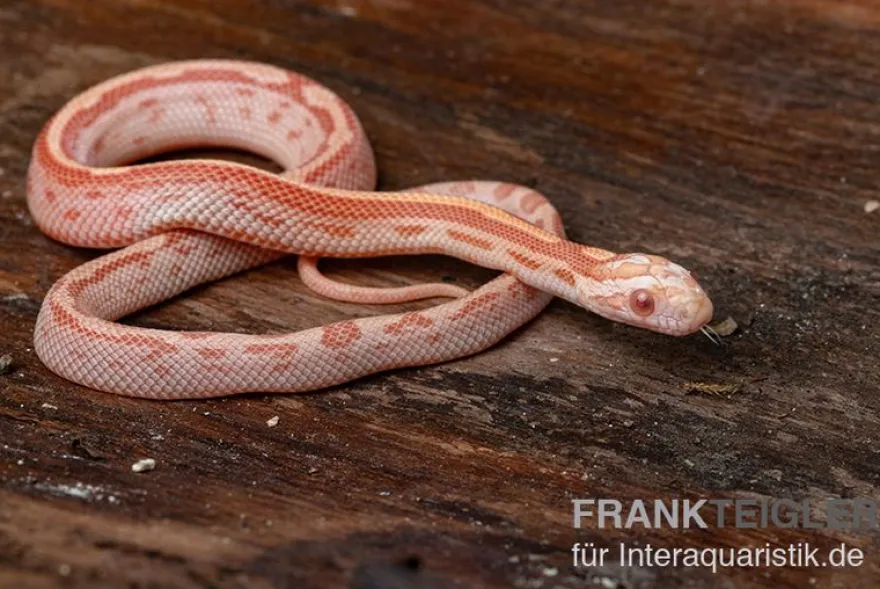 Kornnatter, Pantherophis guttatus AMEL MOTLY STRIPED