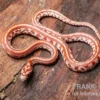 Kornnatter, Pantherophis guttatus ULTRAMEL TESSERA