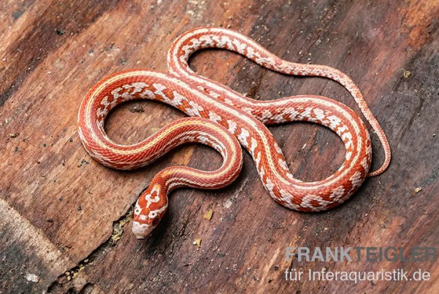 Kornnatter, Pantherophis guttatus ULTRAMEL TESSERA