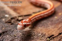 Kornnatter, Pantherophis guttatus ULTRAMEL TESSERA