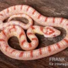 Kornnatter, Pantherophis guttatus SUPER AMEL