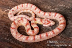 Kornnatter, Pantherophis guttatus SUPER AMEL