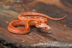 Kornnatter, Pantherophis guttatus AMEL STRIPED