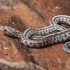 Kornnatter, Pantherophis guttatus GHOST TESSERA
