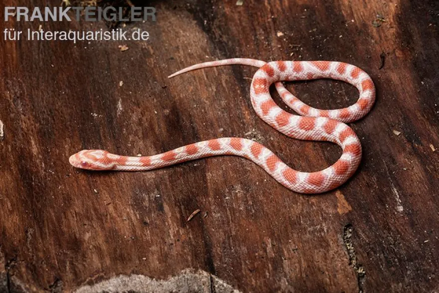 Kornnatter, Pantherophis guttatus REVERSE OKEETEE