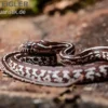 Kornnatter, Pantherophis guttatus TESSARA