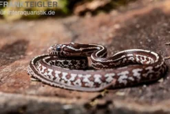 Kornnatter, Pantherophis guttatus TESSARA
