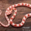 Kornnatter, Pantherophis guttatus AMEL