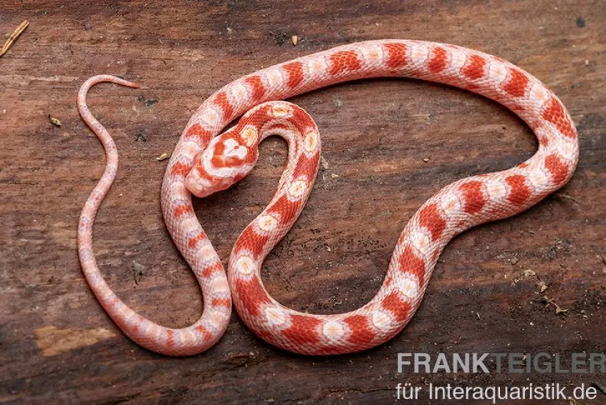 Kornnatter, Pantherophis guttatus AMEL