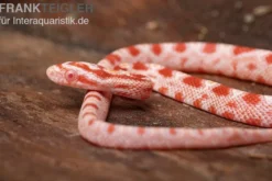 Kornnatter, Pantherophis guttatus AMEL