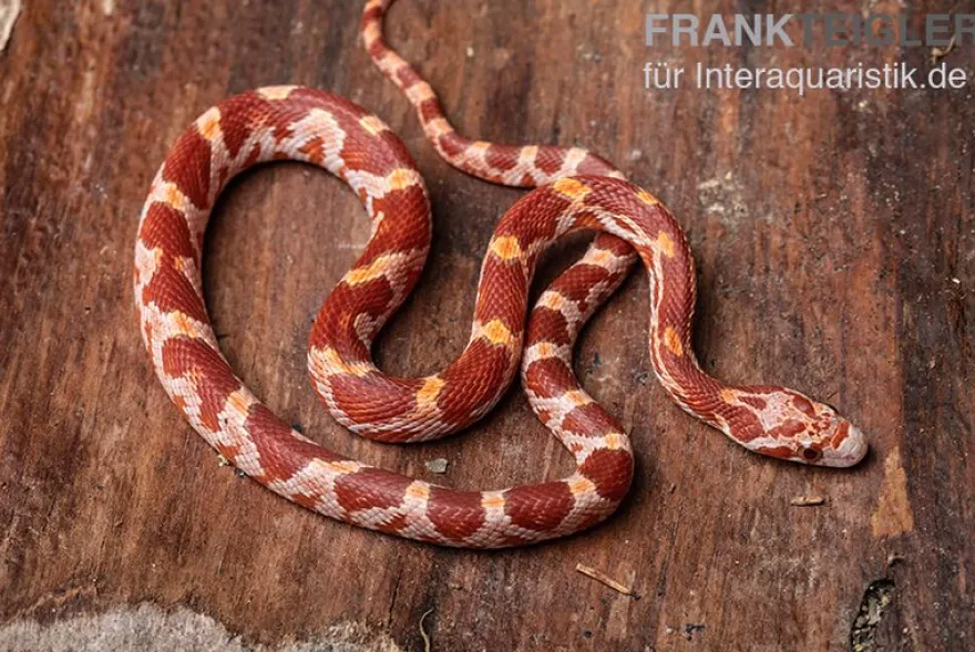 Kornnatter, Pantherophis guttatus ULTRAMEL