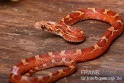 Kornnatter, Pantherophis guttatus BLOOD