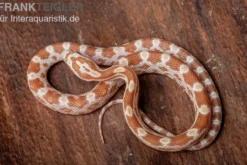 Kornnatter, Pantherophis guttatus BUTTER