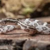 Kornnatter, Pantherophis guttatus NORMAL
