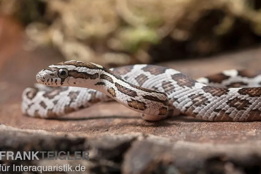 Kornnatter, Pantherophis guttatus NORMAL