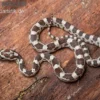Kornnatter, Pantherophis guttatus GHOST