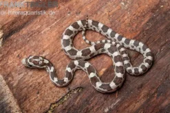 Kornnatter, Pantherophis guttatus GHOST