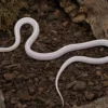 Kornnatter „Ultramel Anery Motley Tessera“, Pantherophis guttatus