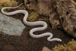 Kornnatter „Ultramel Anery Motley Tessera“, Pantherophis guttatus