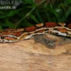 Kornnatter Wildform, Pantherophis guttatus, WF