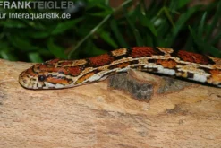 Kornnatter Wildform, Pantherophis guttatus, WF