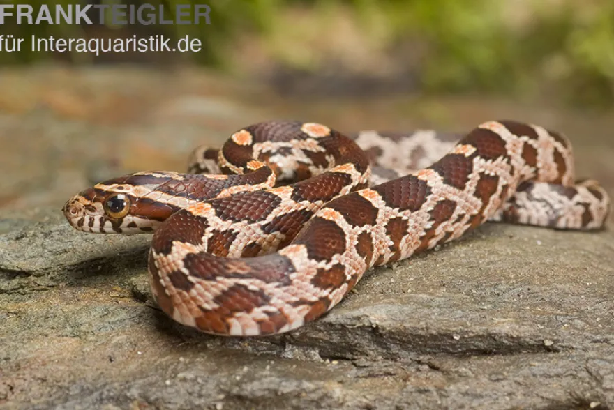 Kornnatter Wildform, Pantherophis guttatus, WF