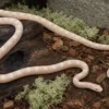 Kornnatter „Xantisch Snow“, Pantherophis guttatus
