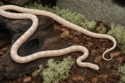 Kornnatter „Xantisch Snow“, Pantherophis guttatus