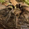 Kraushaar-Vogelspinne, Tliltocatl albopilosus
