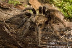 Kraushaar-Vogelspinne, Tliltocatl albopilosus