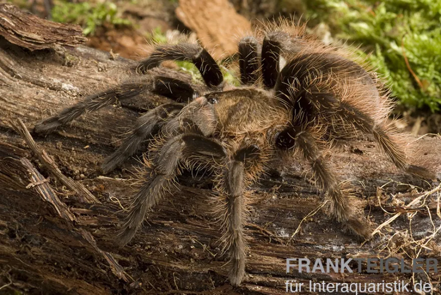 Kraushaar-Vogelspinne, Tliltocatl albopilosus