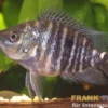 Krauss-Buntbarsch, Caquetaia kraussii, DNZ, 5-7 cm
