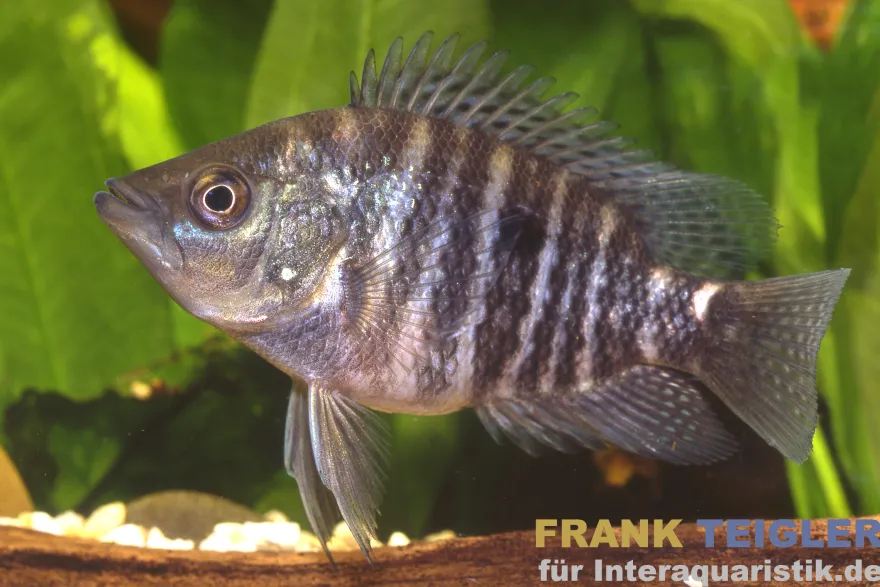 Krauss-Buntbarsch, Caquetaia kraussii, DNZ, 5-7 cm