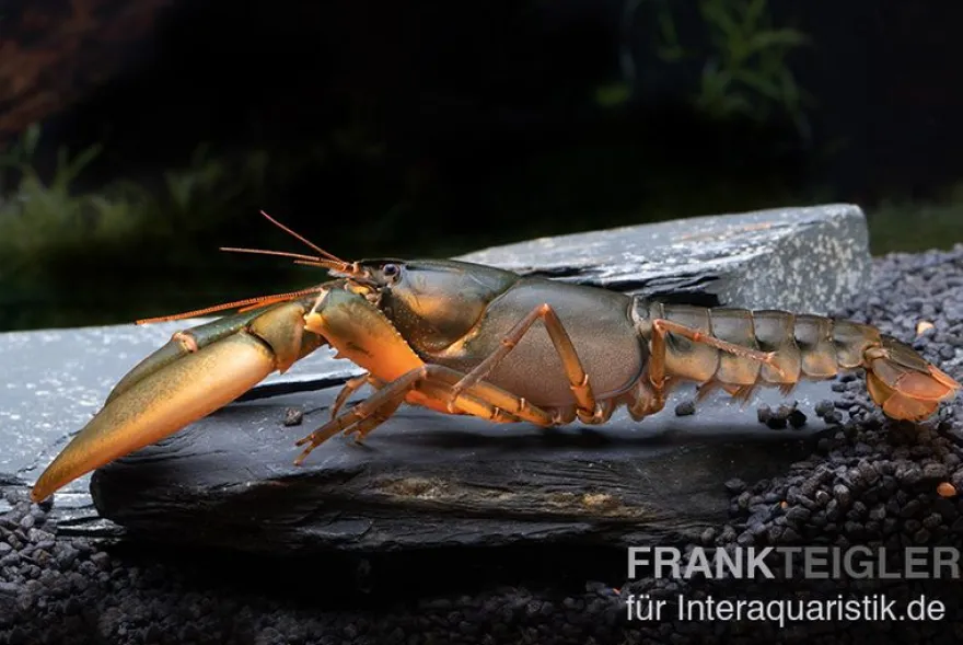 Krebs Black Scorpion, Cherax sp. Black Scorpion - Zufällig