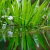 Krebsschere/Wasseraloe, Stratiotes aloides, lose Pflanze