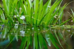 Krebsschere/Wasseraloe, Stratiotes aloides, lose Pflanze