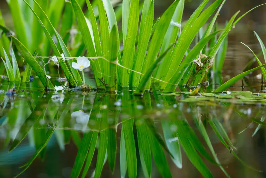 Krebsschere/Wasseraloe, Stratiotes aloides, lose Pflanze