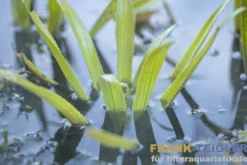 Krebsschere/Wasseraloe, Stratiotes aloides, lose Pflanze