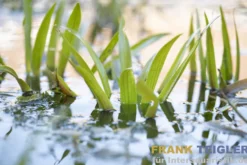 Krebsschere/Wasseraloe, Stratiotes aloides, lose Pflanze